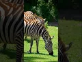 Download Lagu Wild Ziraf Eating❤️#wildanimals #animallife #animals #nature #wildlife #animalshorts #animal #short