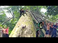 Download Lagu Het omzagen van een enorme eucalyptusboom, bedekt met wijnranken, net als het Amazone-regenwoud, ...