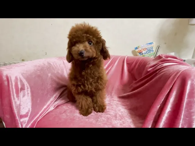動画