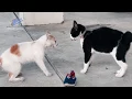Download Lagu Kucing bergaduh