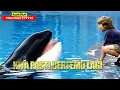 Kisah Paus Orca Yang Diselamatkan Oleh Anak Manusia | Alur Cerita Film FREE WILLY (1993)