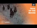 Trail of the Moose Mutual of Omaha s Wild Kingdom