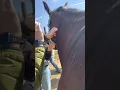 How to Inject a Vaccine in a Horse Intramuscular
