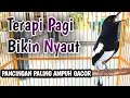 Download Lagu Pancingan Kacer Gacor Suara Keras  Ngeplong Dipagi Hari Bikin Kacer Bahan Jadi Emosi Langsung Nyaut