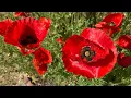 Papaver rhoeas - Flanders Poppy Corn Poppy Red Poppy Shirley Poppy