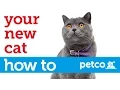 How to Care for Your New Cat Petco