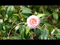 Download Lagu Pavel Ruzhitsky - Beauty of Flowers