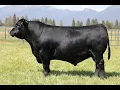 Lot 39 - Montana Jingo 1085