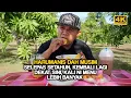 Download Lagu DE ERVARING VAN HET ETEN VAN ZOETE FRUIT IN DE TUIN (4K)
