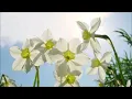 Download Lagu Top Instrumental Music and Photography. For You. Tina \u0026 Peter Swaanen. Heerlijk ontspannen