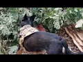 Leigh s Lost and Found New scam targets lost pet owners