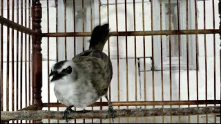 trucuk birahi dijamin trucukan langsung nyaut mendengar suara trucuk birahi ini