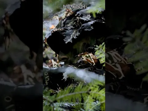 Becoming Invisible with the Kreuzotter Ghillie 🍃 #airsoft #sniper #ghillie #kreuzotter #novritsch