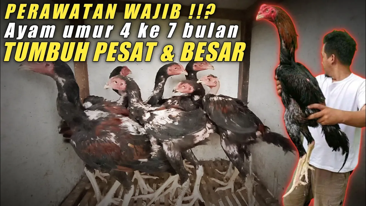 SARAPAN TERBAIK UNTUK AYM DI PAGI HARI