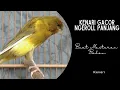 Download Lagu Suara burung kenari ngerol durasi panjang nembak rapat jernih