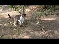 Download Lagu KING COBRA VS KUCING