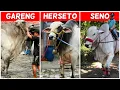Download Lagu KENANGAN MANIS : MBAH GARENG, HERSETO \u0026 SENO | SAPI JUMBO SETIA FARM