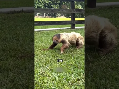 The Strangest Things These Animals Do😱