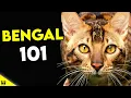 Must Watch BEFORE Getting a BENGAL CAT Bengal Cat 101