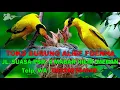 Lagu Suara Pikat Mp3 Anak Burung Kepodang - Suara Pikat Anak Burung Kepodan