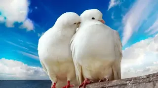موسيقى ابو الغاز حزينه    دندنها
