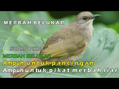 Suara pemanggil merbah belukar mata merah atau cucak lumutuh durasi panjang
