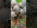 Download Lagu Modern Biology - Mushroom music 🍄✨🍄 myco transmissions #music #plants #shorts #synth #mushroom