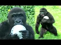 Download Lagu Gorilla Ringo funny \u0026 cute way to enjoy the big ice cube金剛猩猩Ringo拍打大冰塊,擊胸,抱冰塊跑,太冰頻滑掉入壕溝Jabali讓R