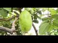 'Wax gourd' cultivation on my rooftop.