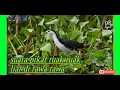 Download Lagu TERUJI/SUARA PIKAT RUAK RUAK DI RAWA