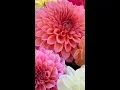 Download Lagu Dahlia SHORT Decorative And Waterlily Varieties 2022