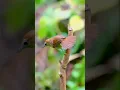 Download Lagu Ciung Air Coreng Sumatera Gacor Di Alam Liar | Pin Striped Tit Babbler