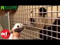 Lagu Panda cub meets mother in emotional first encounter since birth