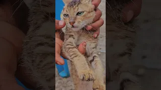 Young Simba From The Maasailand So Cute Shorts Simba Video Viralvideo Shortvideo Fyp 