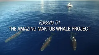 Winded Voyage 4 | Episode 52 | The Amazing Maktub Whale Project