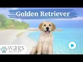 Golden Retriever Breed Highlights