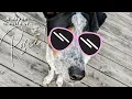 A day in the life of Rosie Blue Heeler Terrier MIX