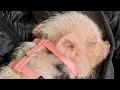 Woman discovers tiny piglet is way smarter than her dog