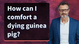How can I comfort a dying guinea pig