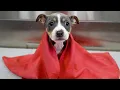 I Think I Just Found My Dream Dog Breed