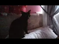 Aesthetic Black Cat wallpapers