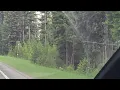 Forest by Seely Lake