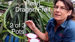 Xango Juice in California | How to Buy Xango Mangosteen Juice in CAL. 