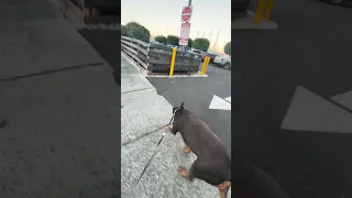 #Fyp #dream #YouTube #doberman #pets