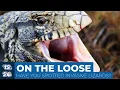 On the lookout for invasive lizards in South Caroilina