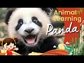 Panda For Kids Panda 101 Cute Panda Learning s Panda Fun Facts