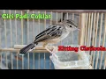 Download Lagu Cici Padi Coklat(zitting cisticola)
