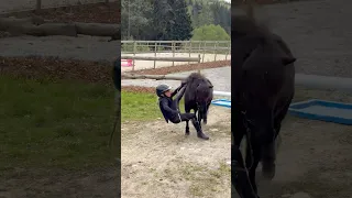 ELLA FELL OFF BLACK MANY TIMES Shorts Fail Pony Horse Equestrian 