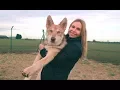 Download Lagu THE SAARLOOS WOLFDOG