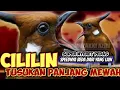 Download Lagu TUSUKAN MEWAH!!! MASTERAN CILILIN SUPER NYERET PEDAS || CILILIN GACOR PANJANG || CILILIN JERNIH